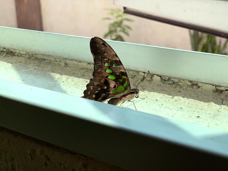 Bugs Getting In Through Your Window? Here's What to Do