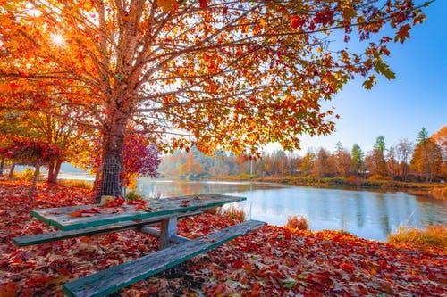 park bench by pond in autumn