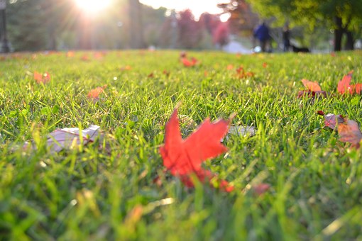 lawn with fallen leaves